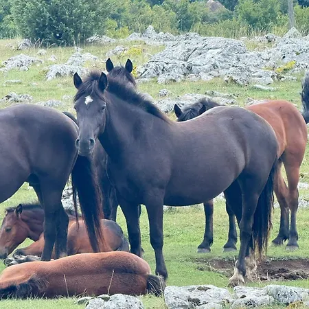 Шале Etno Selo Relax